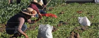 En mayo se crearon 623 mil 346 empleos formales, señala el IMSS