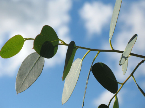 Planta de Eucalipto
