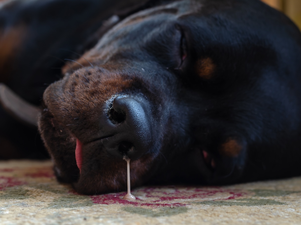Cómo saber si mi perro está resfriado. Foto: Getty Images Señales de que tu perro está resfriado. Foto: Getty Images