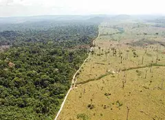Bolsonaro sangra al amazonas; tragedia ambiental en Brasil
