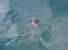 Increíble encuentro de un pulpo viajando sobre un tiburón sorprende a científicos