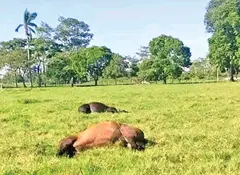  En sólo tres días perecieron los animales de productores de casi 15 comunidades de Huimanguillo, Tabasco. Foto: Especial