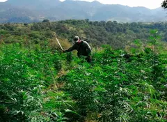 Defensa asegura armas y erradica plantíos de droga en 8 estados del país