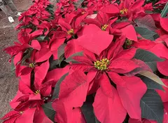 Navidad 2026: México cuenta con 22 variedades de flor de Nochebuena