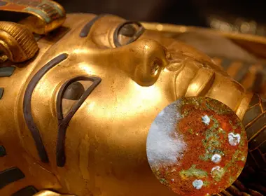 Hongo mortal en la tumba de Tutankamón podría combatir el cáncer Foto canva