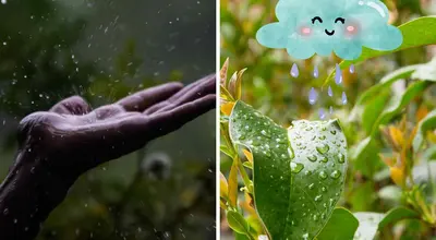 Protege tus plantas durante las lluvias: así puedes evitar que se pudran por el agua