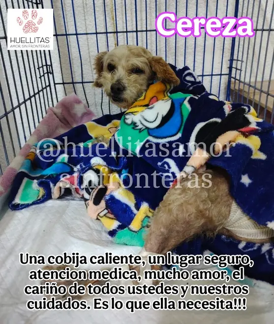 Imagen intermedia