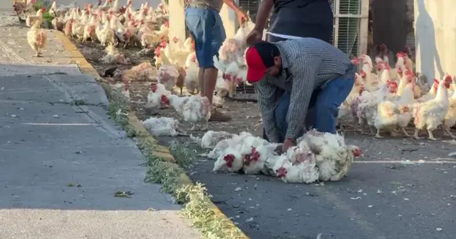 ¡Pollitos en fuga! Pobladores roban gallinas de tráiler volcado