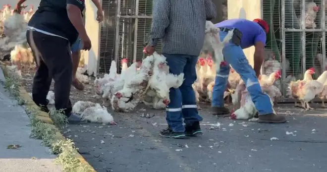 ¡Pollitos en fuga! Pobladores roban gallinas de tráiler volcado