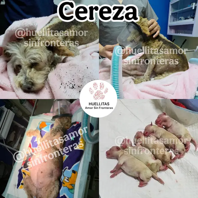 Imagen intermedia