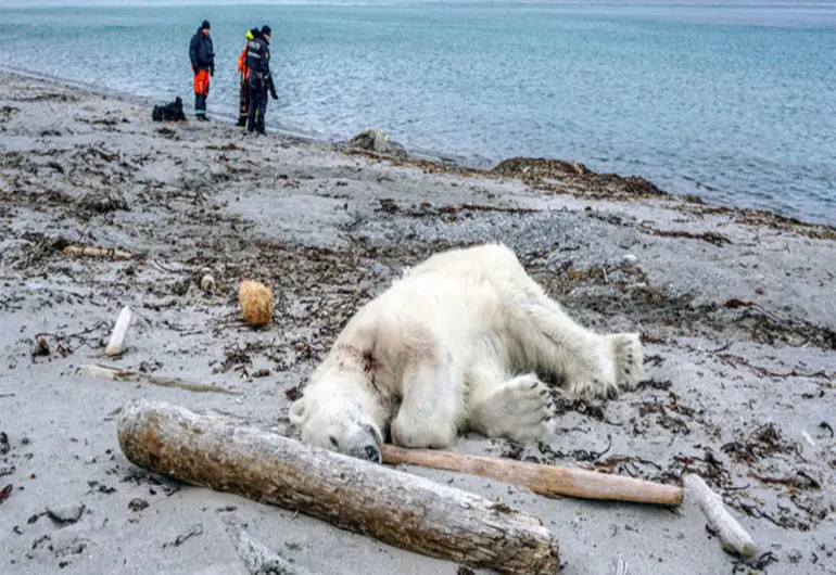 oso polar con matar gatos