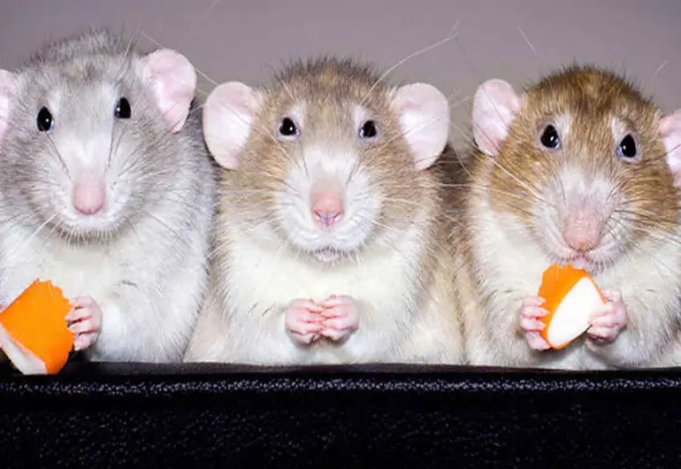Ratas pueden recordar quien las ayudó y regresar el favor