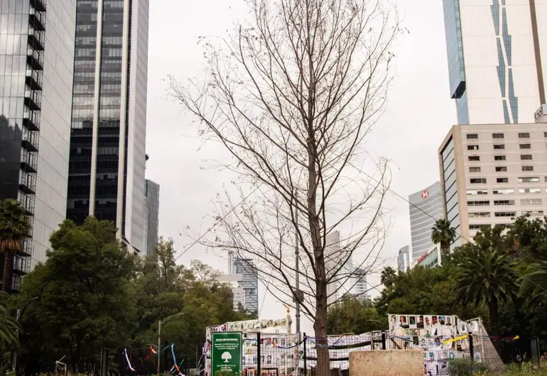 Ahuehuete de Reforma podría reverdecer en la primavera del 2023