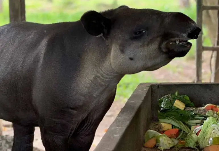 Animales en peligro de extinción del Zoomat sufren desnutrición y estrés