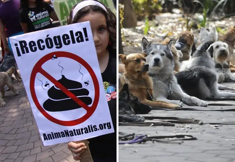 puedes tirar caca de perro a la basura