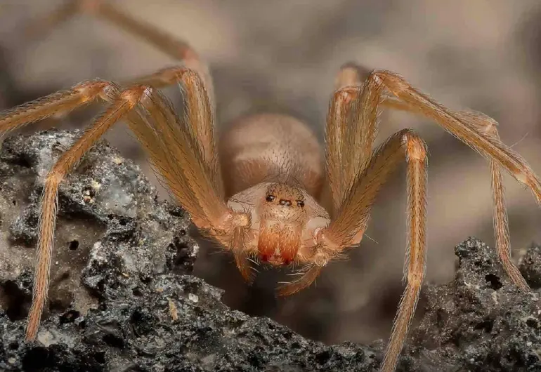 Imagen de Araña Violinista
