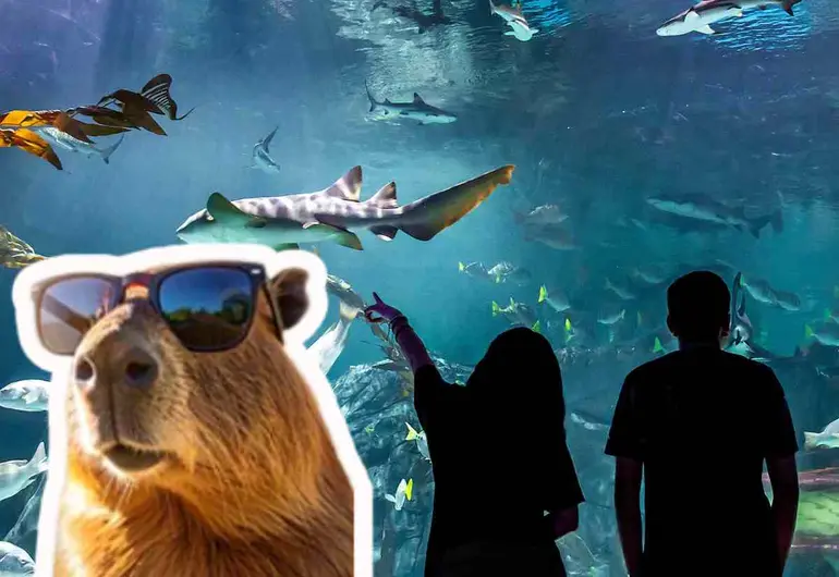 Acuario Michin horarios, costos y qué incluye la entrada