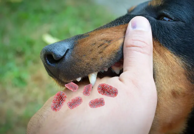Que hace la rabia en los animales | Portugalessence.com
