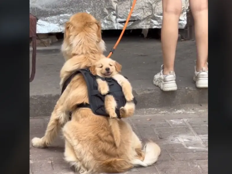 Video. Perro carga a su cachorro en mochila cuando pasea y enternece redes