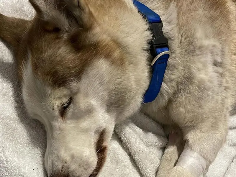 Veterinaria ayuda a perrito fallecido a volver con su familia para ...