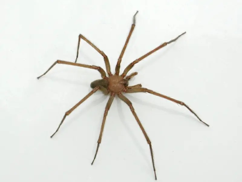 ¿Cómo identificar a la araña violinista y así evitar un susto?