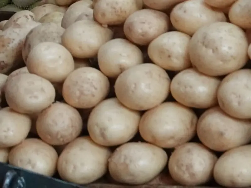 Uso de químicos en siembra de papa provoca cierre de escuela primaria