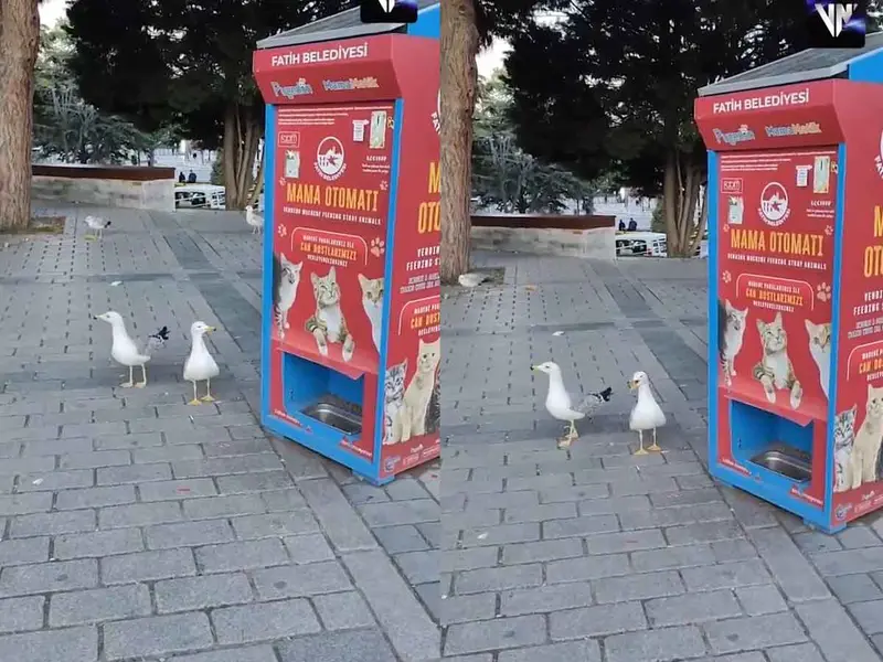 Gaviotas en Turquía aprenden a maullar para conseguir comida