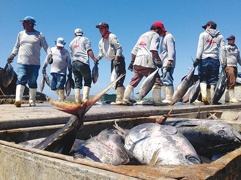 Cómo llega el atún de la red a su mesa