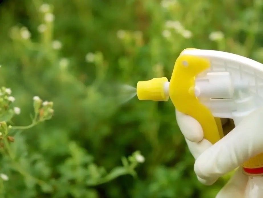 ¿Cómo eliminar el pulgón de las plantas para que no se las coma ni las ...