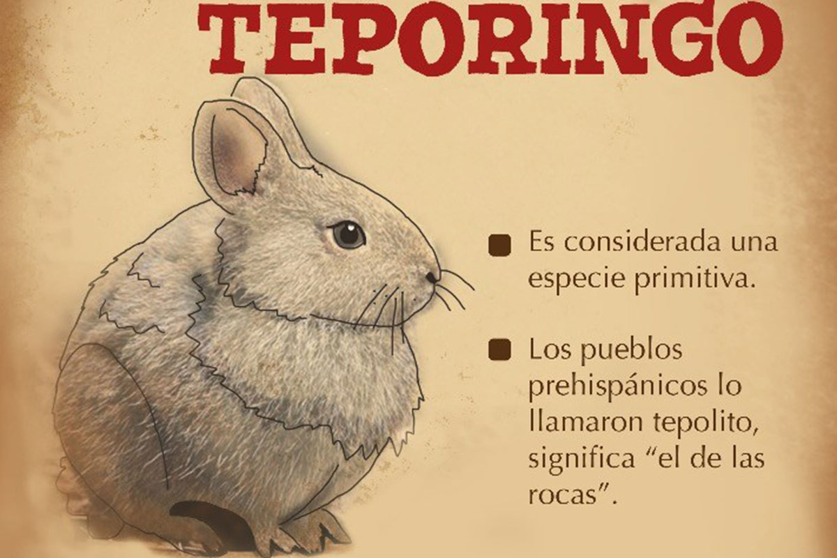 Preguntas Sobre La Extincion De Los Animales El Sobre