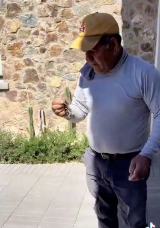 Señor se come alacrán vivo.