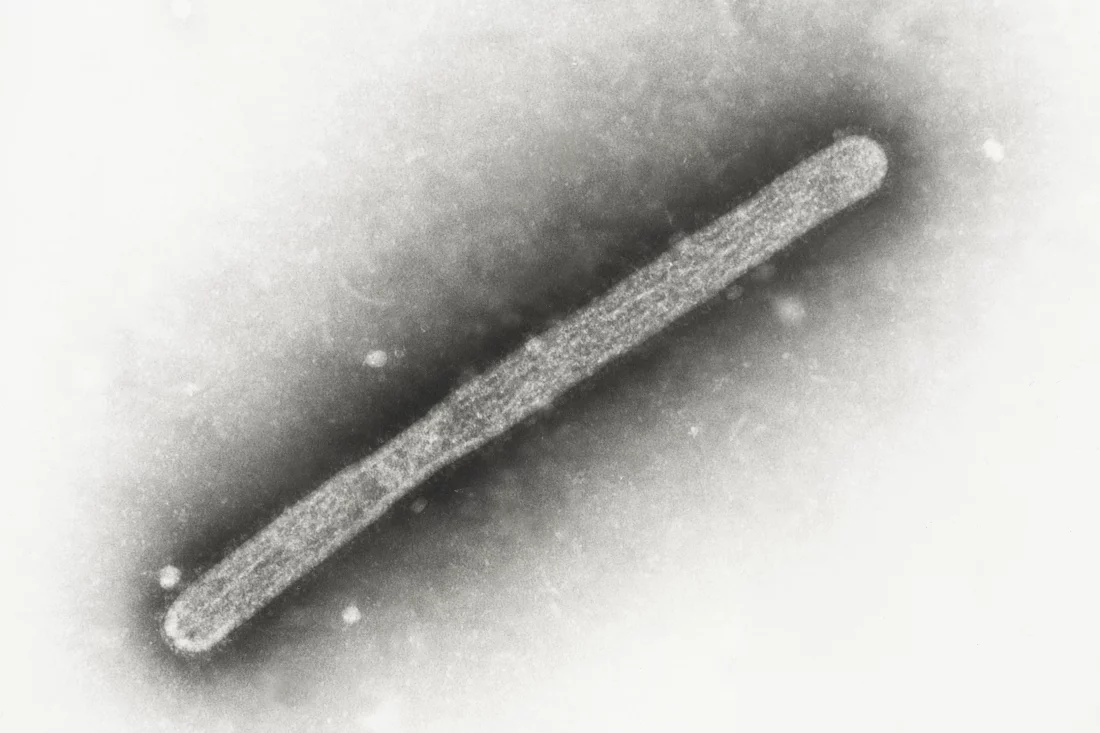 virus gripe aviar