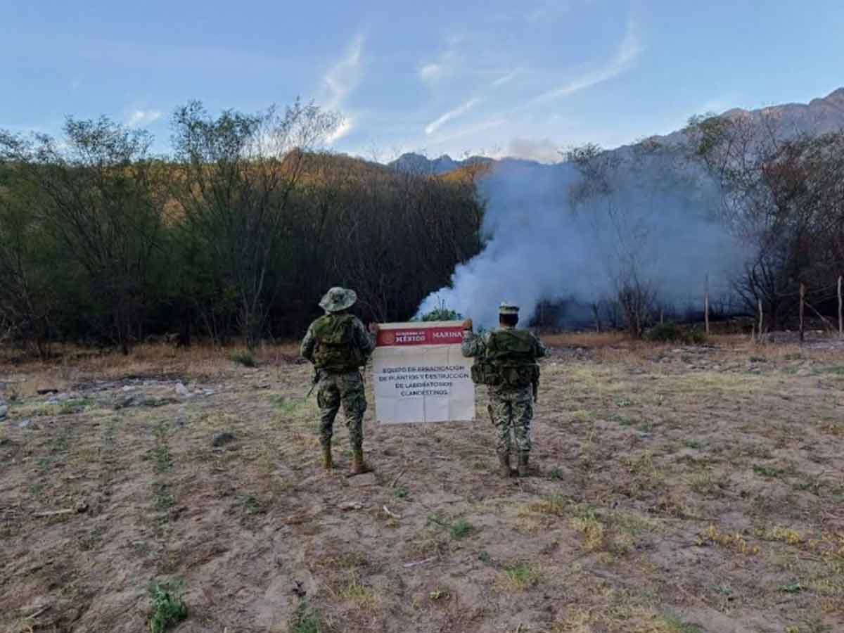 Semar destruye 30 toneladas de marihuana en Durango