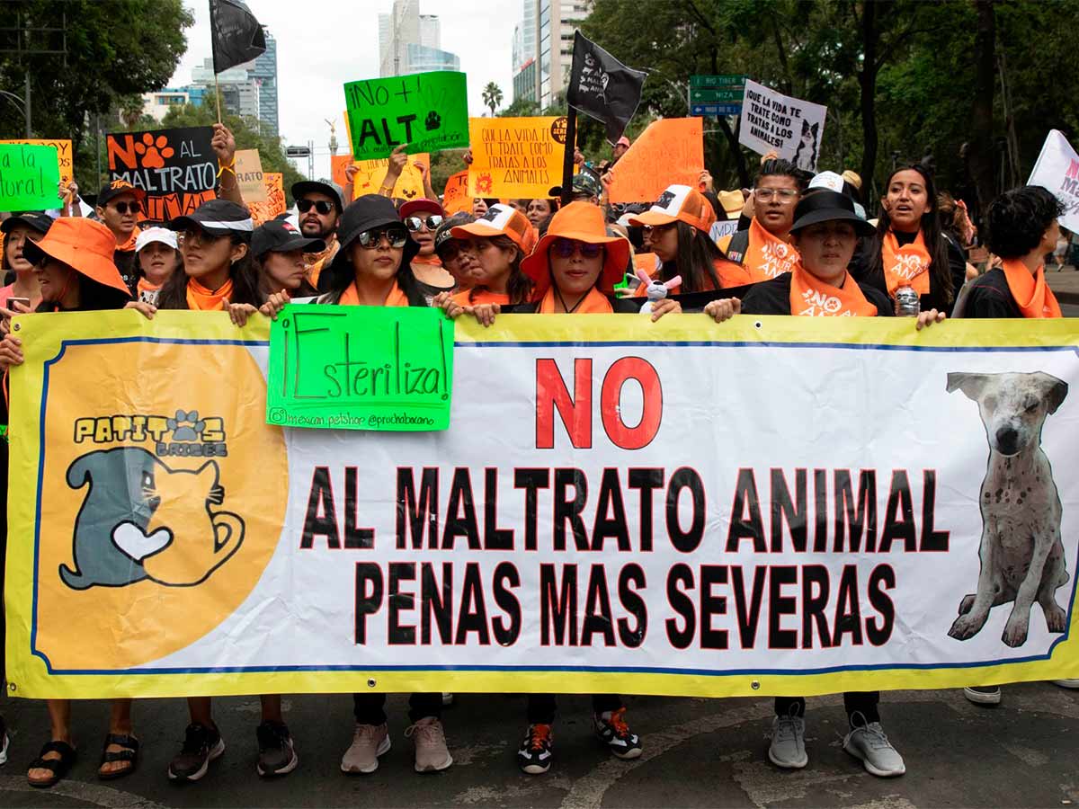 Valentín, víctima de maltrato animal en Quintana Roo