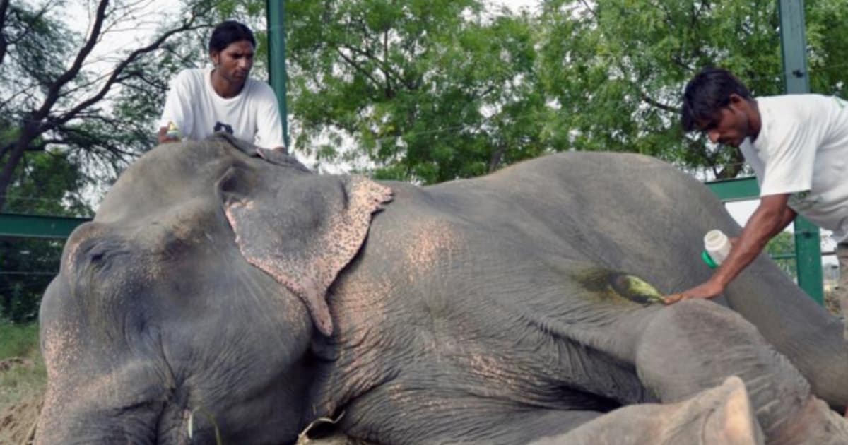 El rescate de Raju: el paquidermo que conmovió al mundo
