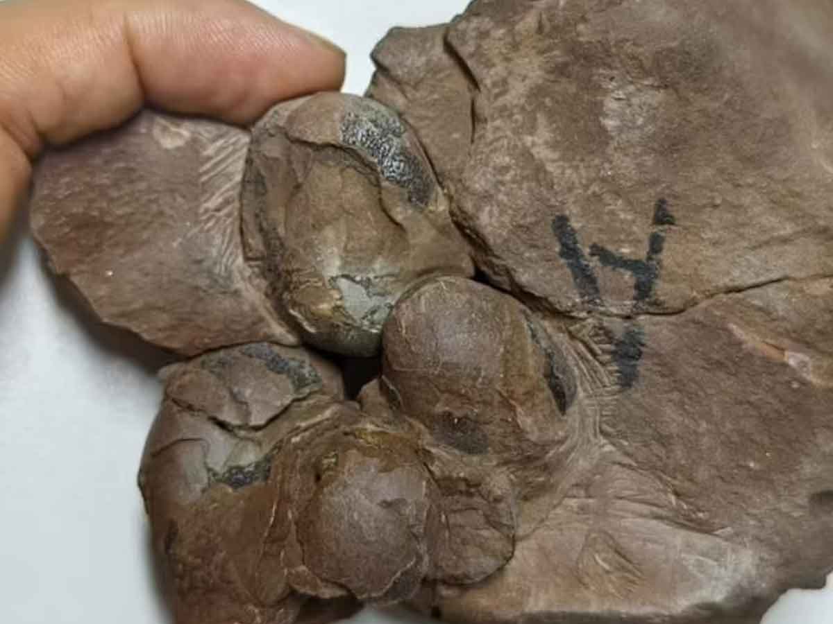 Descubren huevos de dinosaurio de 80 millones de años ‘intactos’ de