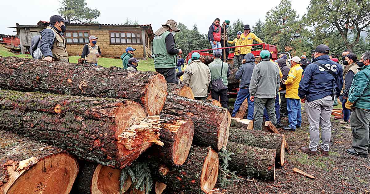 Logging Out: The Fight Against Deforestation Intensifies - News Directory 3