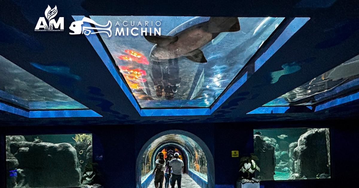 Acuario Michin de CDMX abre sus puertas a niñas y niños portadores de VIH